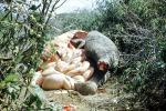 Elephant Slaughter, Blood, spilled guts, bowls, meat, killing, Chopping an Elephant, safari, hunters, 1950s, FPMV01P10_14