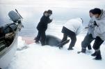 Seal slaughter, blood, killing, Eskimos, Alaska, FPMV01P11_01