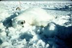 Dead Polar Bear, slaughtered, Ice, Snow, Alaska, FPMV01P11_03