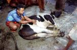 Cow, slaughterhouse, people, cattle, death, killing, Andapa, Madagascar, FPMV01P11_17
