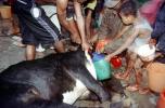 Cow, slaughterhouse, people, cattle, buckets of blood, death, killing, Andapa, Madagascar