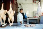 Chicken, Poultry, man smiling, Algiers, Algeria, FPMV01P13_09