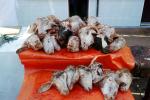 Goat heads, Goat Slaughter, meat, killing, beheaded, beheading, Algiers, Algeria, FPMV01P13_10