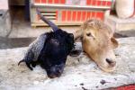 Goat heads, Goat Slaughter, meat, killing, beheaded, beheading, Algiers, Algeria, FPMV01P13_11