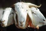 Goat heads, Goat Slaughter, meat, killing, beheaded, beheading, Algiers, Algeria, FPMV01P13_13