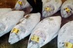 bringing in Tuna for auction at the Tsukiji Fish Market, Tokyo, FPOV01P03_18