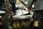 bringing in Tuna for auction at the Tsukiji Fish Market, Tokyo, FPOV01P04_06