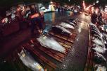 bringing in Tuna for auction at the Tsukiji Fish Market, Tokyo, FPOV01P05_11