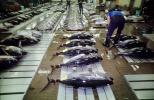 bringing in Tuna for auction at the Tsukiji Fish Market, Tokyo, FPOV01P07_07