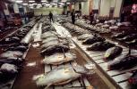 bringing in Tuna for auction at the Tsukiji Fish Market, Tokyo, FPOV01P07_08