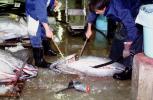 bringing in Tuna for auction at the Tsukiji Fish Market, Tokyo, FPOV01P07_12