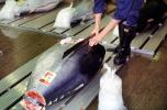 bringing in Tuna for auction at the Tsukiji Fish Market, Tokyo, FPOV01P08_05