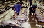 bringing in Tuna for auction at the Tsukiji Fish Market, Tokyo, FPOV01P08_07