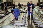 bringing in Tuna for auction at the Tsukiji Fish Market, Tokyo, FPOV01P08_08