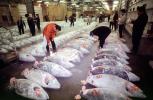 bringing in Tuna for auction at the Tsukiji Fish Market, Tokyo, FPOV01P10_19