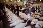 bringing in Tuna for auction at the Tsukiji Fish Market, Tokyo, FPOV01P11_14