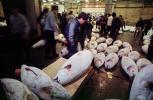 bringing in Tuna for auction at the Tsukiji Fish Market, Tokyo, FPOV01P12_03