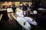 bringing in Tuna for auction at the Tsukiji Fish Market, Tokyo, FPOV01P12_04