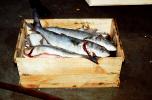 Trout in a Crate, Curacao, Willemstad, FPOV01P12_16