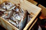 Trout in a Crate, Willemstad, Curacao, FPOV01P12_18