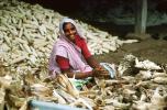 Woman, Sari, Shucking Corn, Gujarat, India, FPPV01P01_06