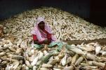 Woman, Sari, Shucking Corn, Gujarat, India, FPPV01P01_07