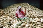 Woman, Sari, Shucking Corn, Gujarat, India, FPPV01P01_08