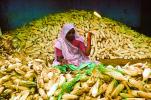 Woman, Sari, Shucking Corn, Gujarat, India, FPPV01P01_08B