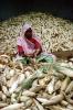 Woman, Sari, Shucking Corn, Gujarat, India, FPPV01P01_09