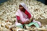 Woman, Sari, Shucking Corn, Gujarat, India, FPPV01P01_10