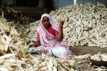 Woman, Sari, Shucking Corn, Gujarat, India, FPPV01P01_14