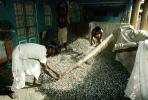 Threshing Grain, Gujarat, India, FPPV01P02_01