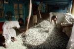 Threshing Grain, Gujarat, India, FPPV01P02_04