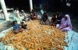 Corn, Gujarat, India, FPPV01P02_06