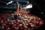 Processing Apples, Richmond, New Zealand, FPPV01P04_07