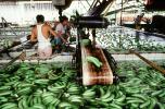Del Monte Banana Processing, Costa Rica, FPPV01P05_02