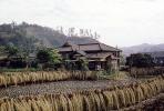 Rice Drying, Sasebo, Japan, FPPV01P05_05