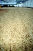 Drying Coffee, Plantation, FPPV01P06_14