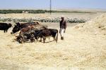 Threshing Grain, Morocco, Africa, FPPV01P12_11