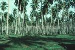 Palm Trees, Coconuts, Samoa, FPPV01P13_06