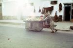 Pushcart, cart, man, building, street, Kabul, Afghanistan, FPRV01P06_03