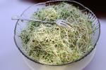 Alfalfa Sprouts, FRBV04P05_04