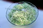 Alfalfa Sprouts, FRBV04P05_05
