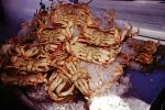 Cooked Dungeness Crabs on Ice, steamed, seafood, shellfish, Fishermans Wharf