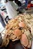 Cooked Dungeness Crabs, steamed, seafood, shellfish, Fishermans Wharf, Scale, FRBV07P13_04