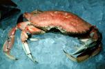 Dungeness Crab on Ice, (Metacarcinus magister)