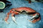 Dungeness Crab on Ice, (Metacarcinus magister)