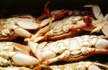 Cooked Dungeness Crabs, steamed, seafood, shellfish, FTCV02P06_17