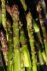 Asparagus, texture, background, FTFD01_055