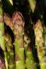 Asparagus, texture, background, FTFD01_062